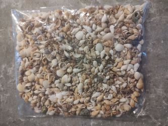 Tiny little shells and Star fish