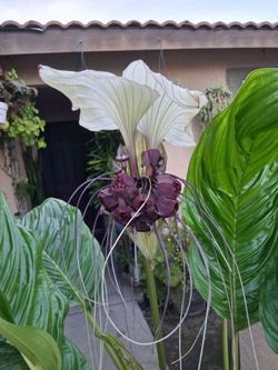 White Batflower "Tacca Integrifolia " Plant $90