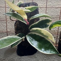 Mounted Hoya Krimson Queen ( Established Plant)