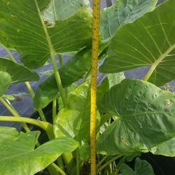 Large Elephant Ear Plant,  Live,  30.5" Tall