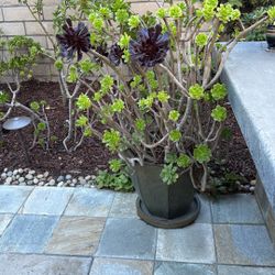 Potted Succulents