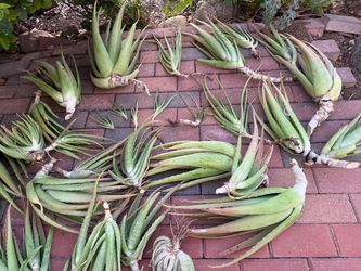 Succulents For Sale