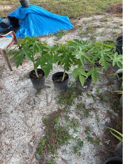 Papaya