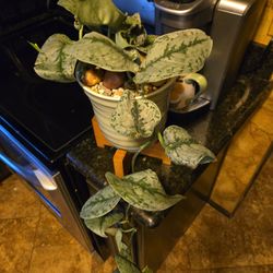 Lovely Live Satin Pothos In  8in Pot Wth Small Stones And  Stand And 