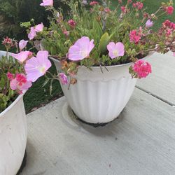 White Big Pots With 3/4 Different Plants Each 40$