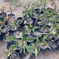 Plumaria plant