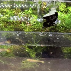 10 gallon rimless Fish Tank complete with gravel, fish, plants, driftwood, led