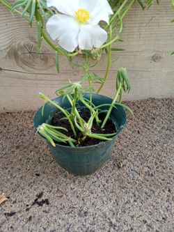 Planta Que Florece 
