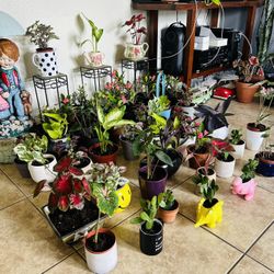 Plants For Sale $ 15 Each $ 10 Each 