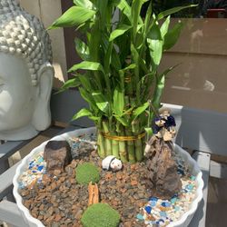 Bambú Con Paisaje