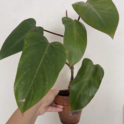 Philodendron Red Emerald plant