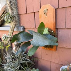 Young Staghorn Fern With Mermaid Decor