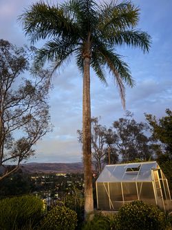 Three Large Mature Palm Trees for Sale