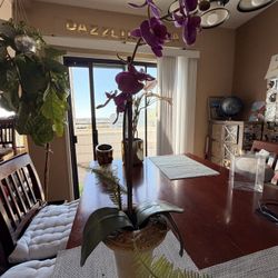 Beautiful Decorative Orchid Plant
