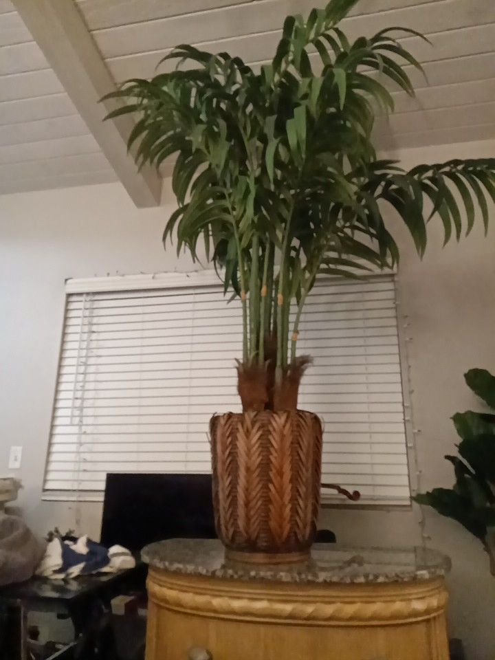Phaeux Palm Tree 7' Tall