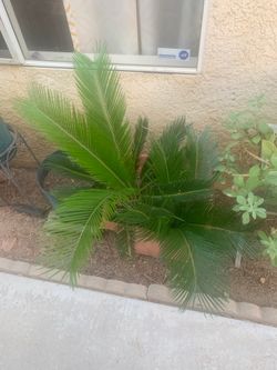 10 gallon Sago palms