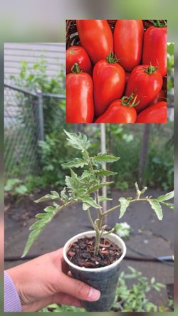 Roma tomato $1