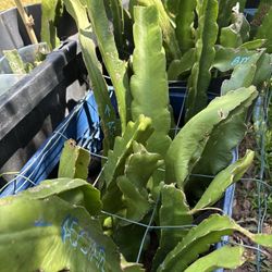 Rooted Dragon Fruit Plants Many To Choose 