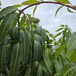 Mangos grafted 15gallones Tree ya con fruta