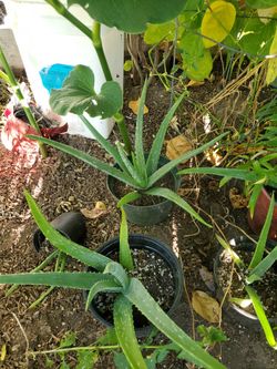 Aloe Vera