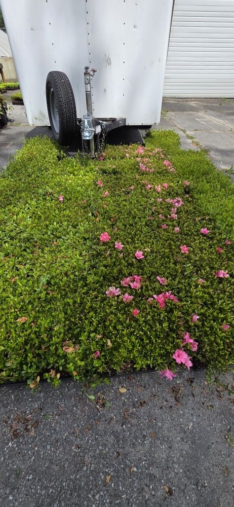 Discount Plants For Sale - Cuttings & Liners