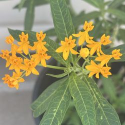 Nice Yellow Milkweed Plant