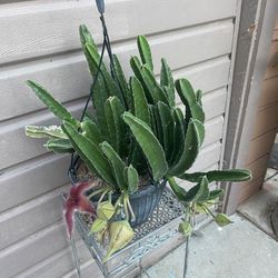 10” stapelia grandiflora