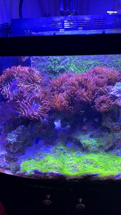 Trade for corals?