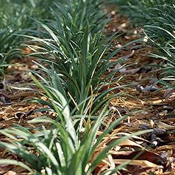 Liriope (Monkey Grass)