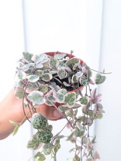 Ceropegia Woodii Strings of Hearts Variegated Plant 4" Pot - Indoor House Plants