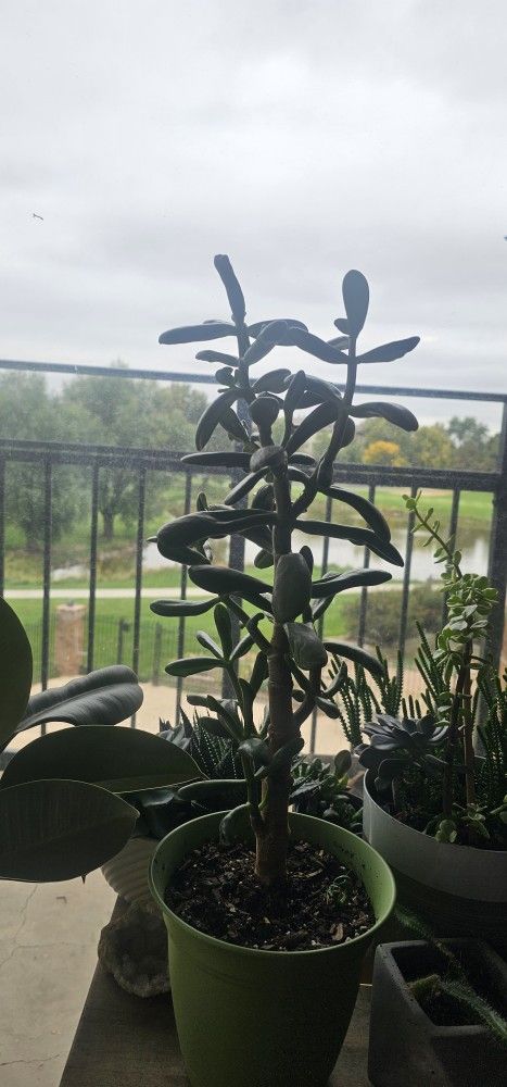 Jade Plant