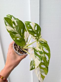 Collector's Plant: Monstera Adansonii Albo Variegated 4" Pot - Indoor House Plants