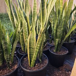 Snake Plants 