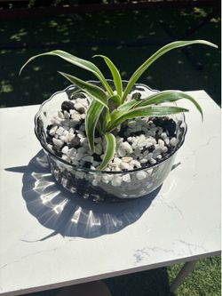 Spider plant centerpiece