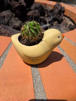 Cactus in Duckling ceramic pot