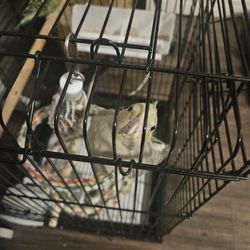 Bird Cage