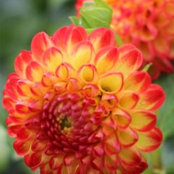 Dahlia Tubers 