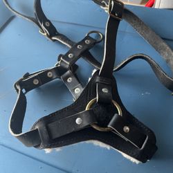 Leather Training Harness 