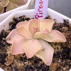 Pinguicula Butterworts Piroutte 