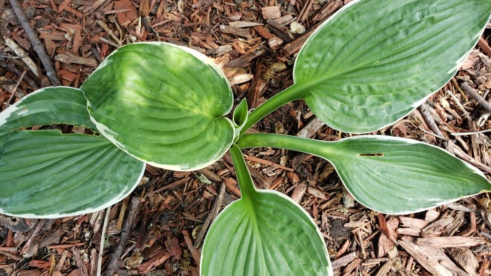 Hosta-perennial