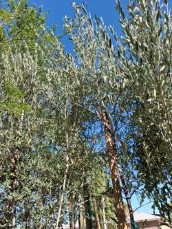 Pepper and olive trees.