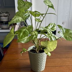 Real Syngonium Plant With A Ceramic Pot