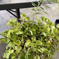 Medium Plant