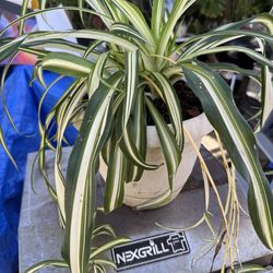 Hanging spider plant .