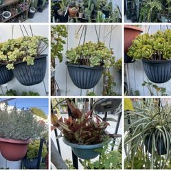 Hanging Baskets Plants 7 Dlrs UP