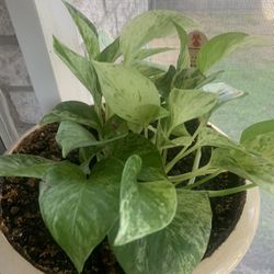 Nice plant for home! Please !