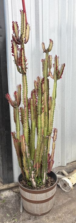 Euphorbia Trigona AKA African Milk Tree 4.5ft