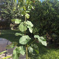 Yerva Santa Plant Medesinal 