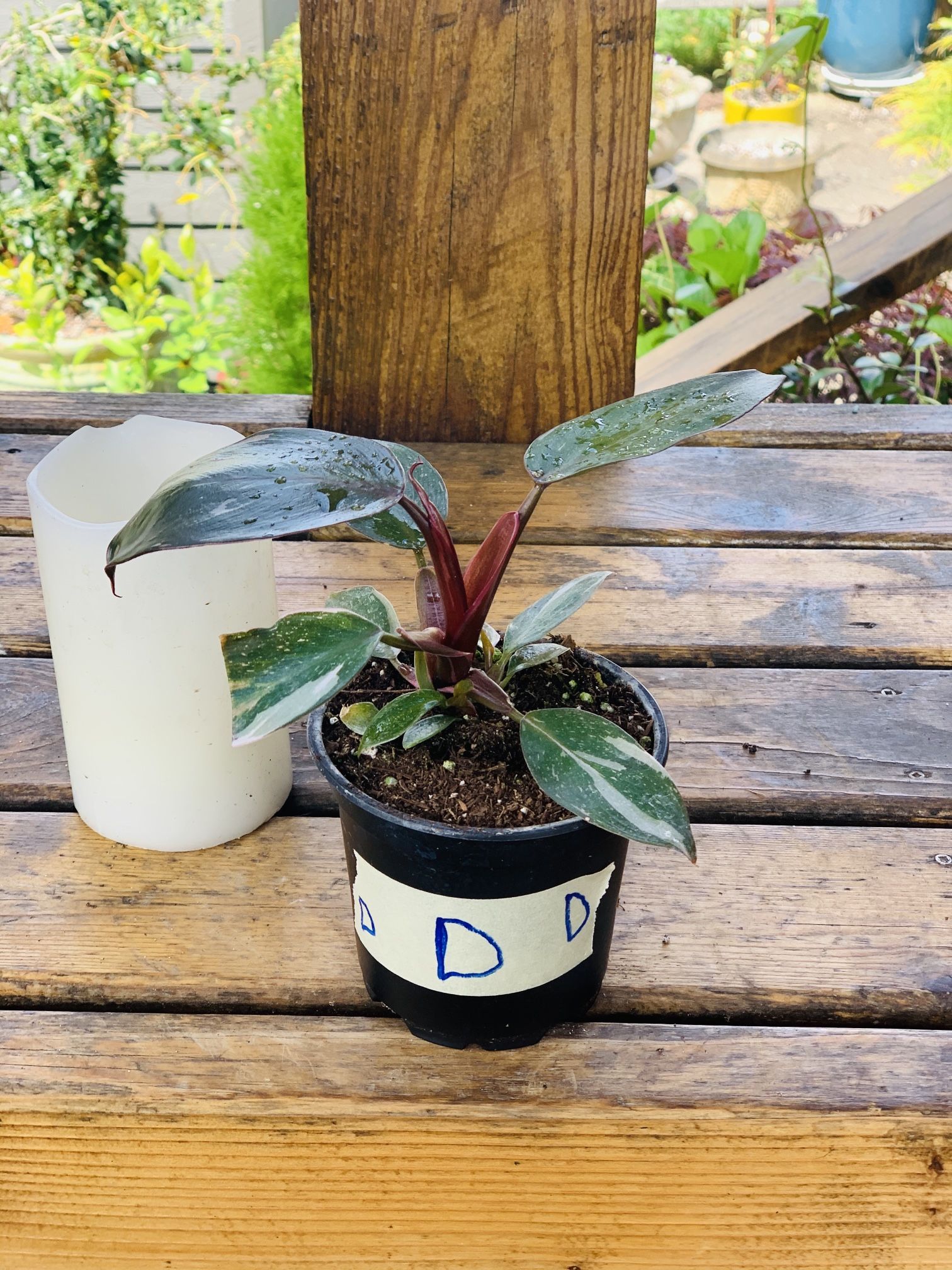 Live indoor Philodendron Pink Princess plant in a plastic nursery pot—firm price