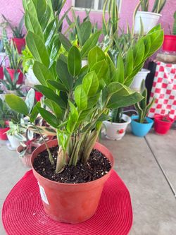 Lucky ZZ Plant Indoor